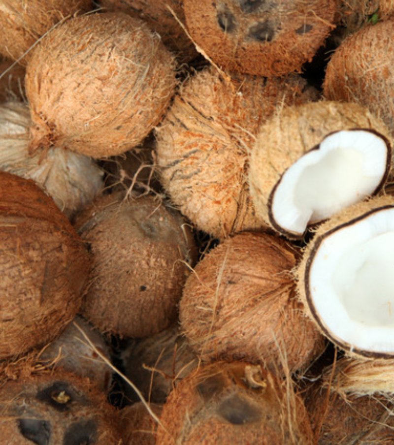 Coconut