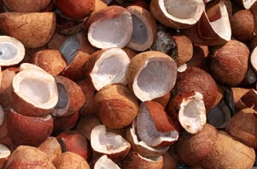 Coconut Copra
