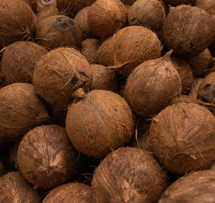 Coconut