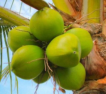 Coconut