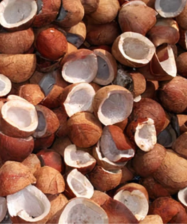 Copra Coconut