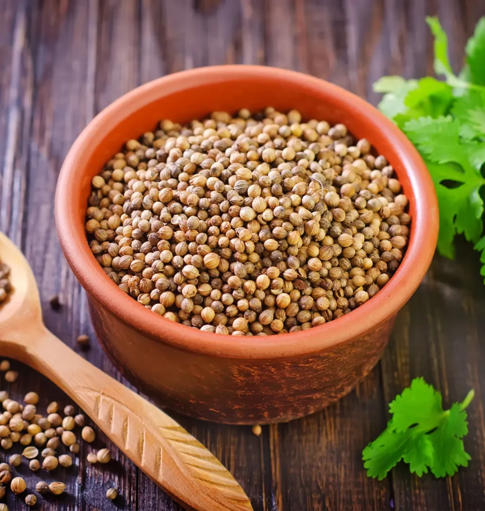 Coriander