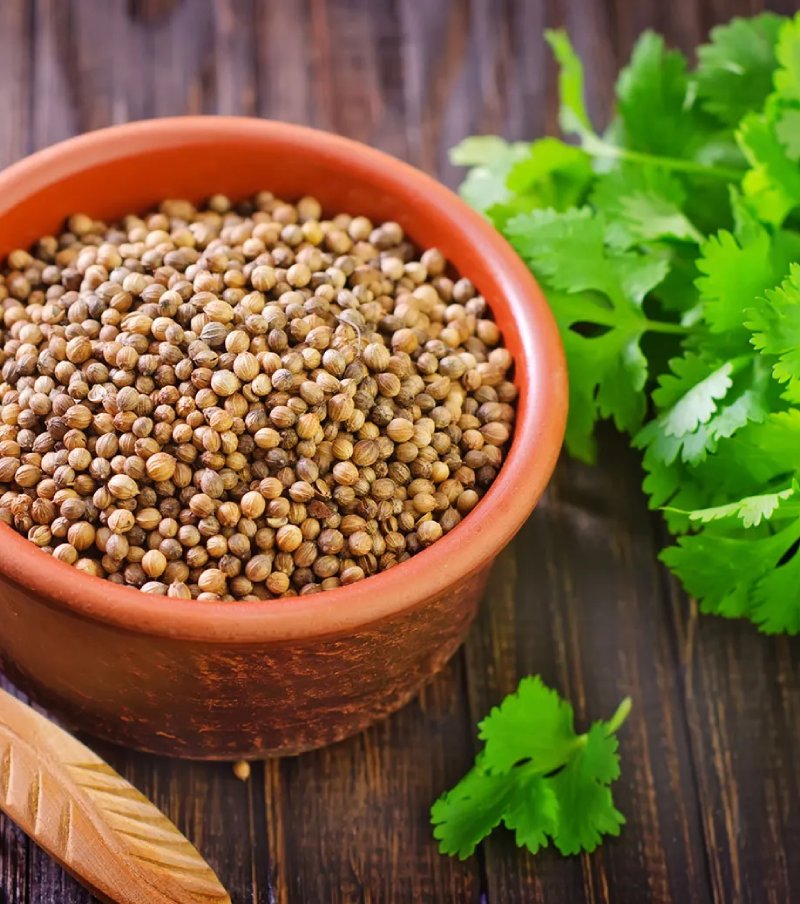Coriander