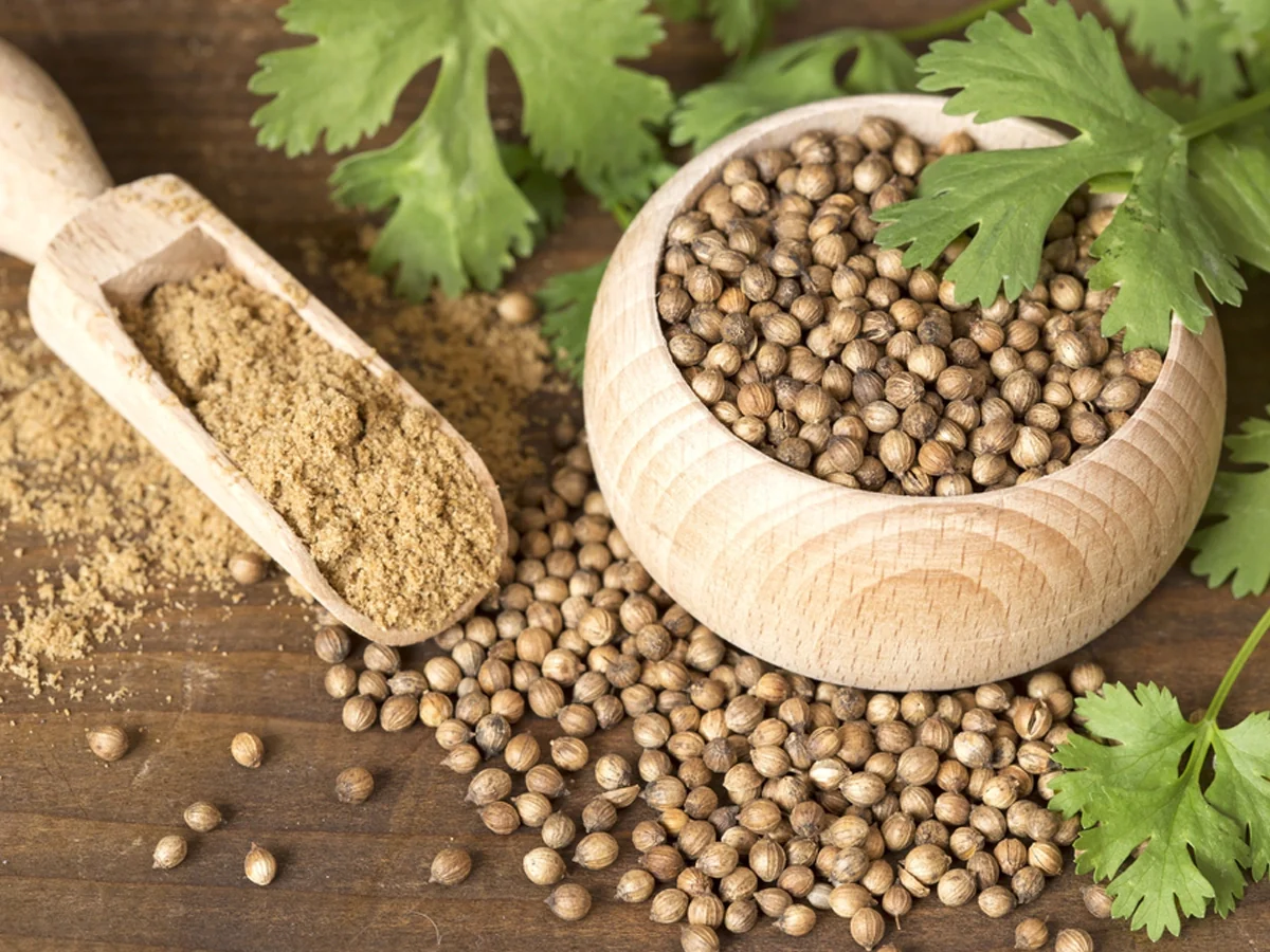 Coriander