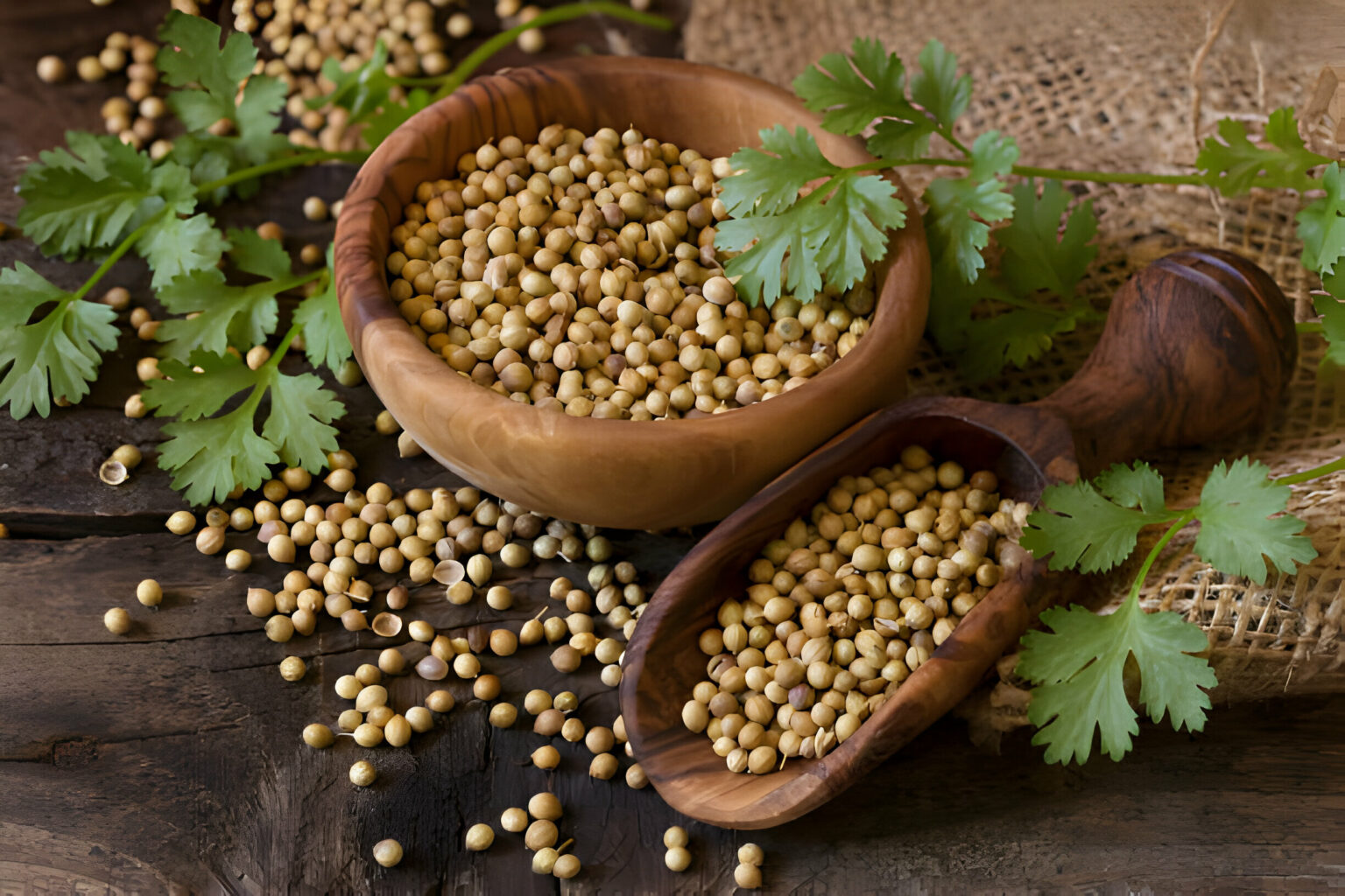 Coriander