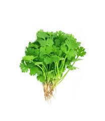 Coriander