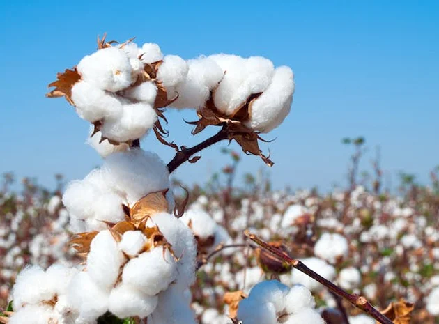 Cotton
