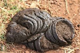 Cow Dung