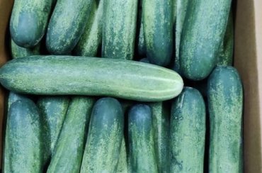 Cucumber
