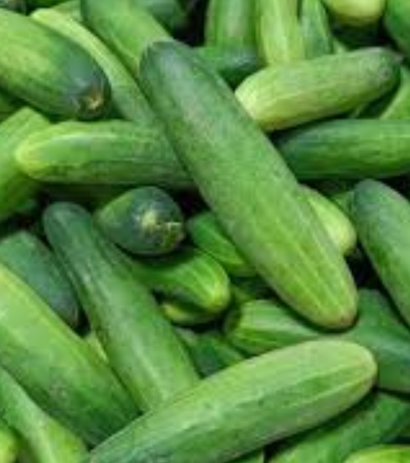 Cucumber