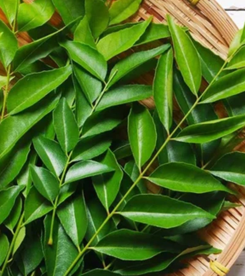 Curry Leaves
