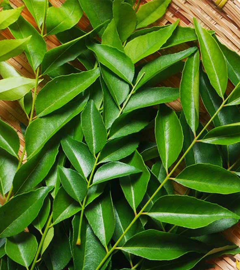 Curry Leaves