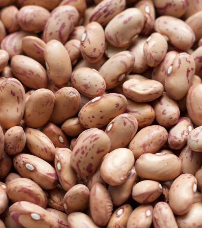 Dry Bean