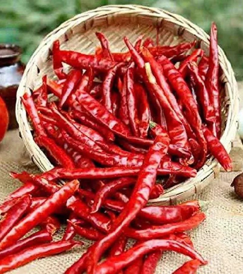 Dry Red Chilli