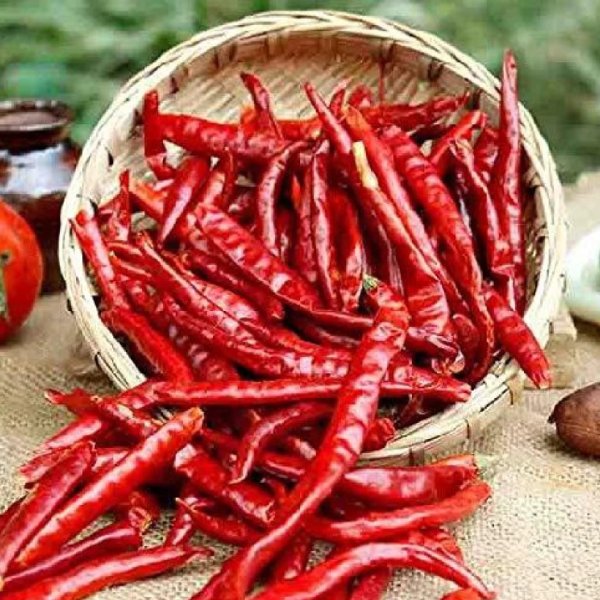 Dry Red Chilli