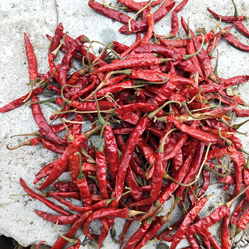 Dry Red Chilli