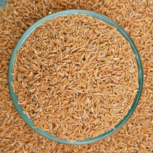 Emmer Wheat
