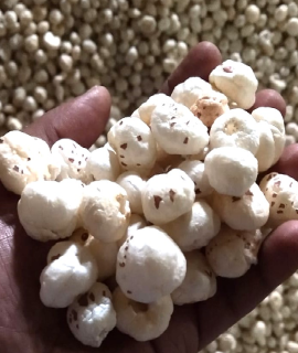 Export Quality Makhana