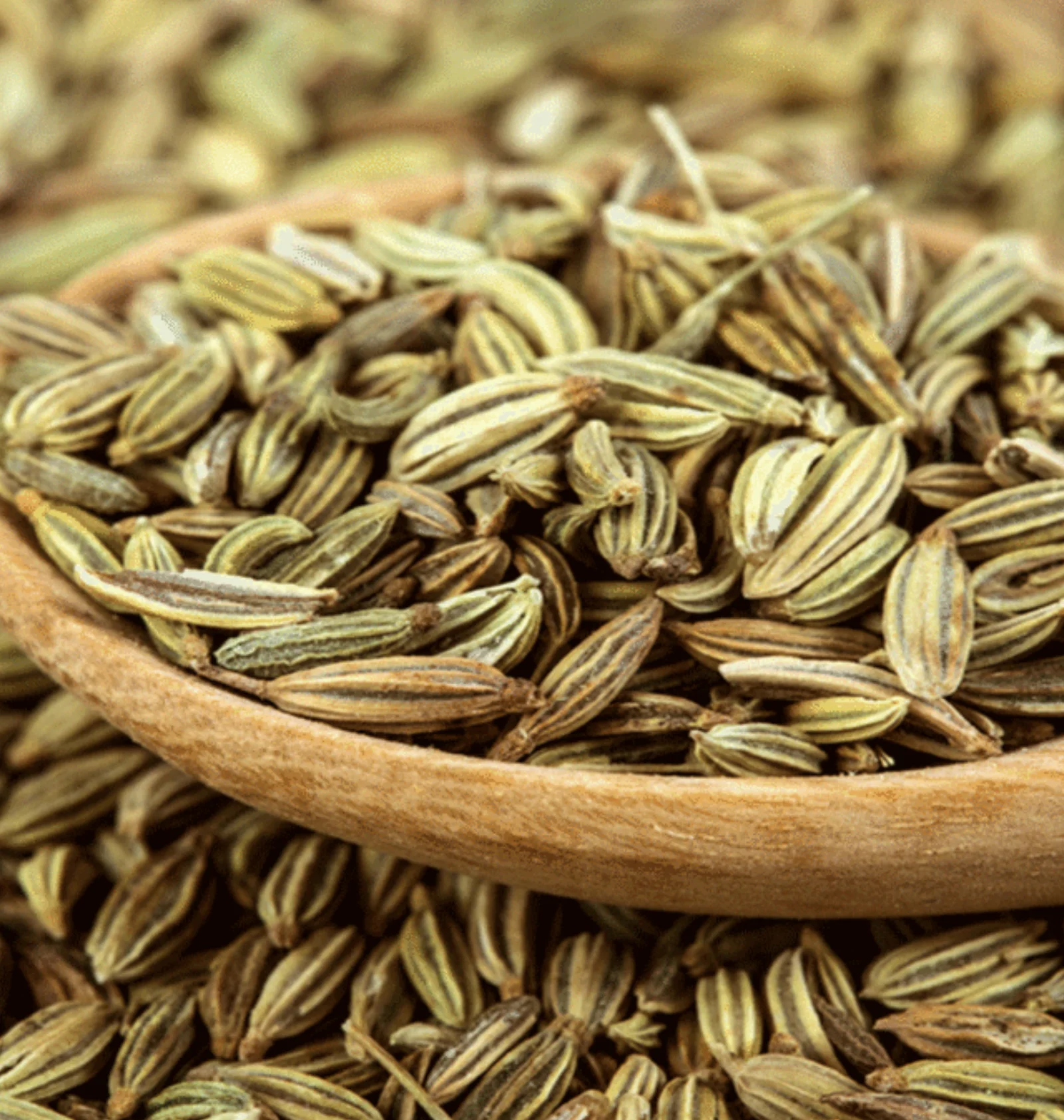 Fennel Seed