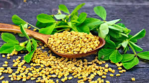 Fenugreek