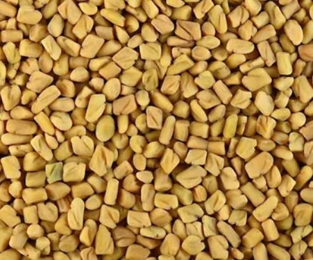 Fenugreek