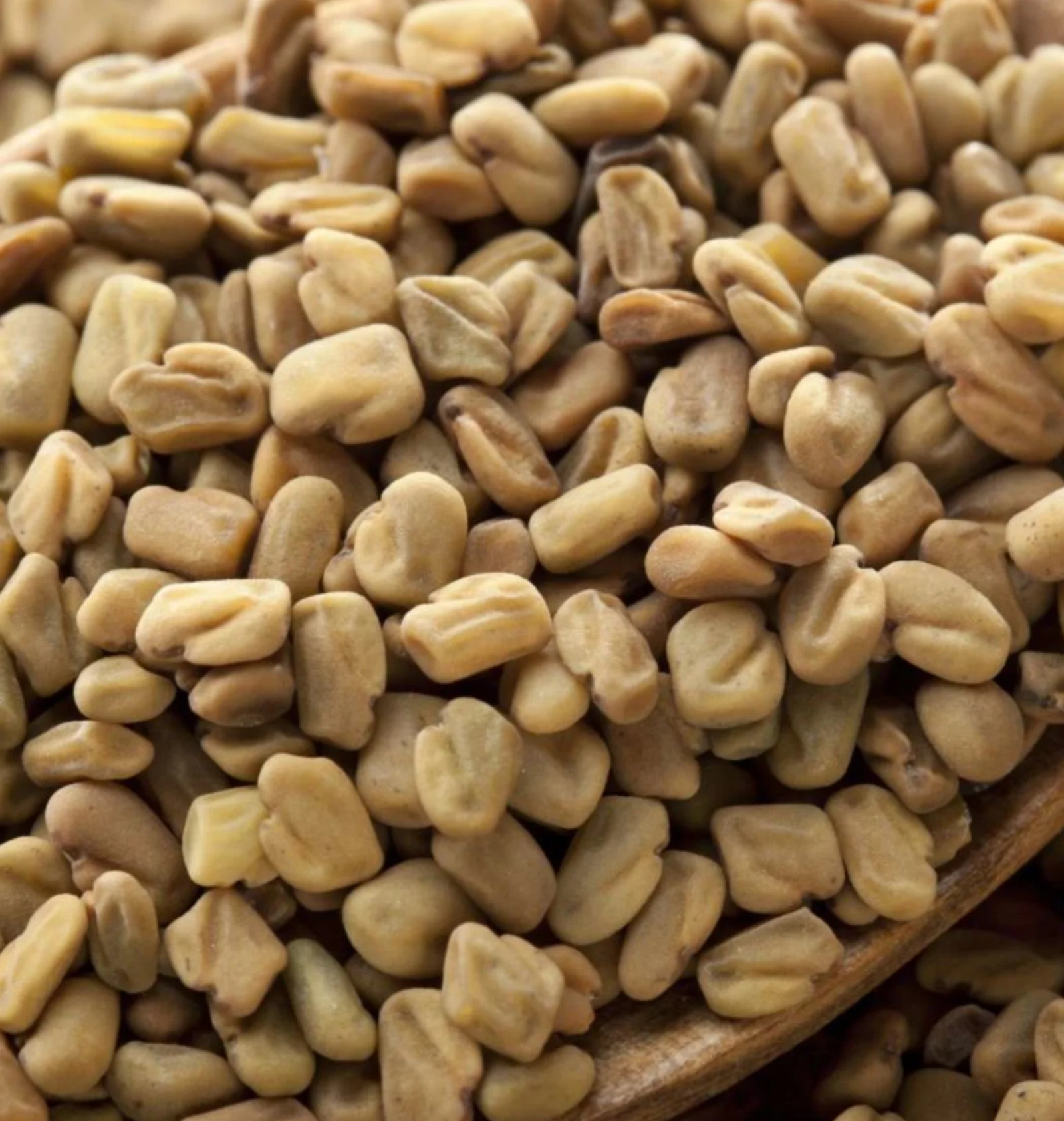 Fenugreek
