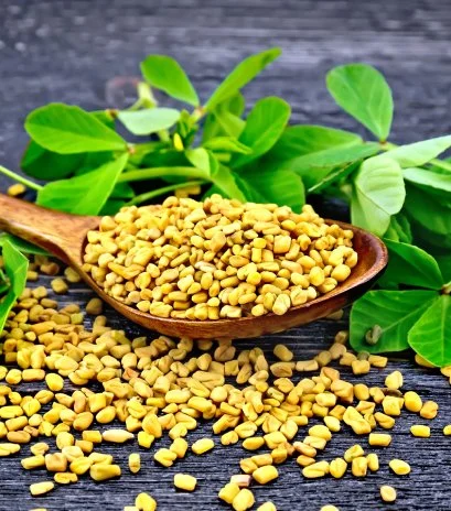 Fenugreek