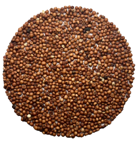 Finger Millet