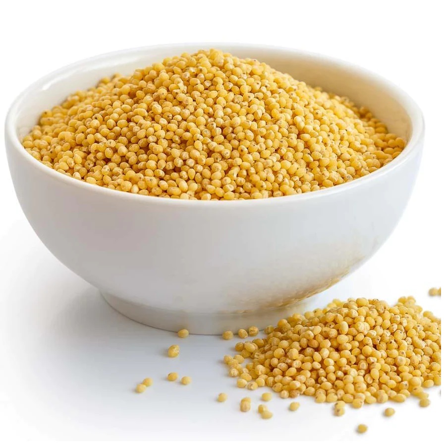 Foxtail Millet
