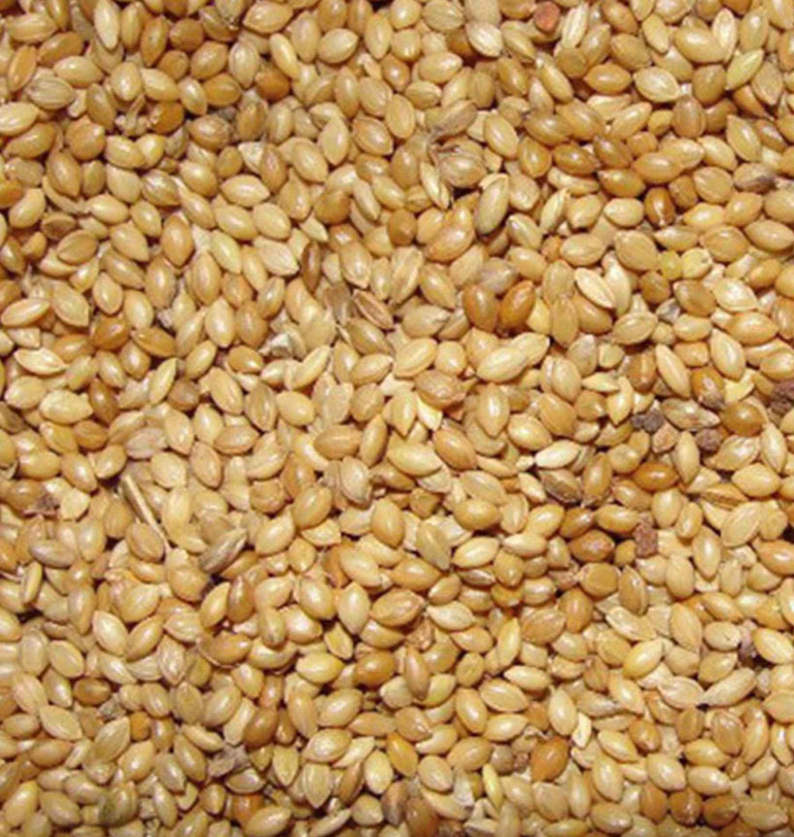 Foxtail Millet