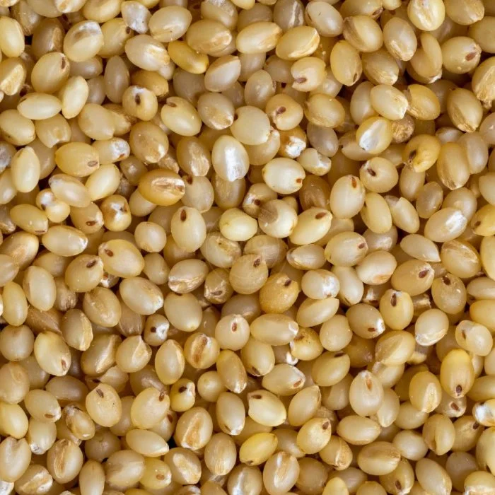 Foxtail Millet