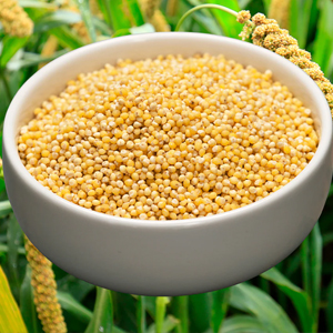 Foxtail Millets