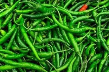 G4 Green Chilli