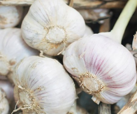 Garlic