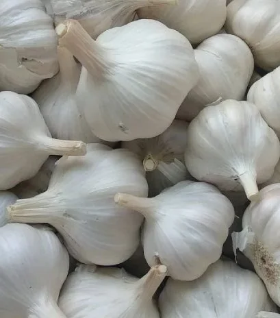 Garlic