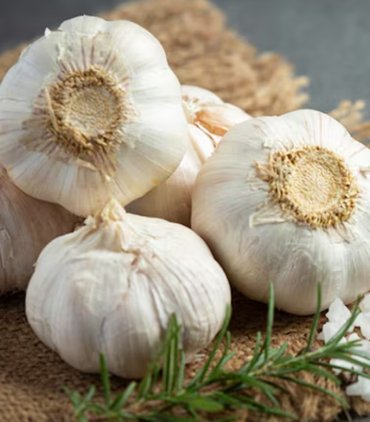 Garlic