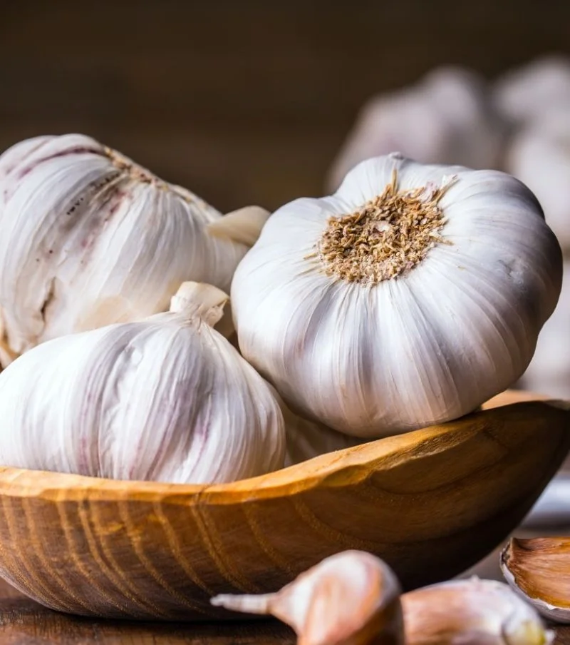 Garlic