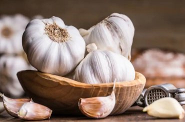 Garlic