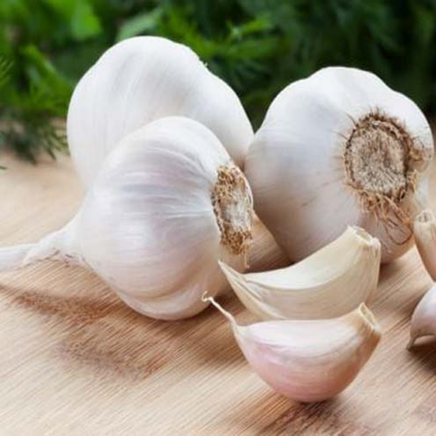 Garlic