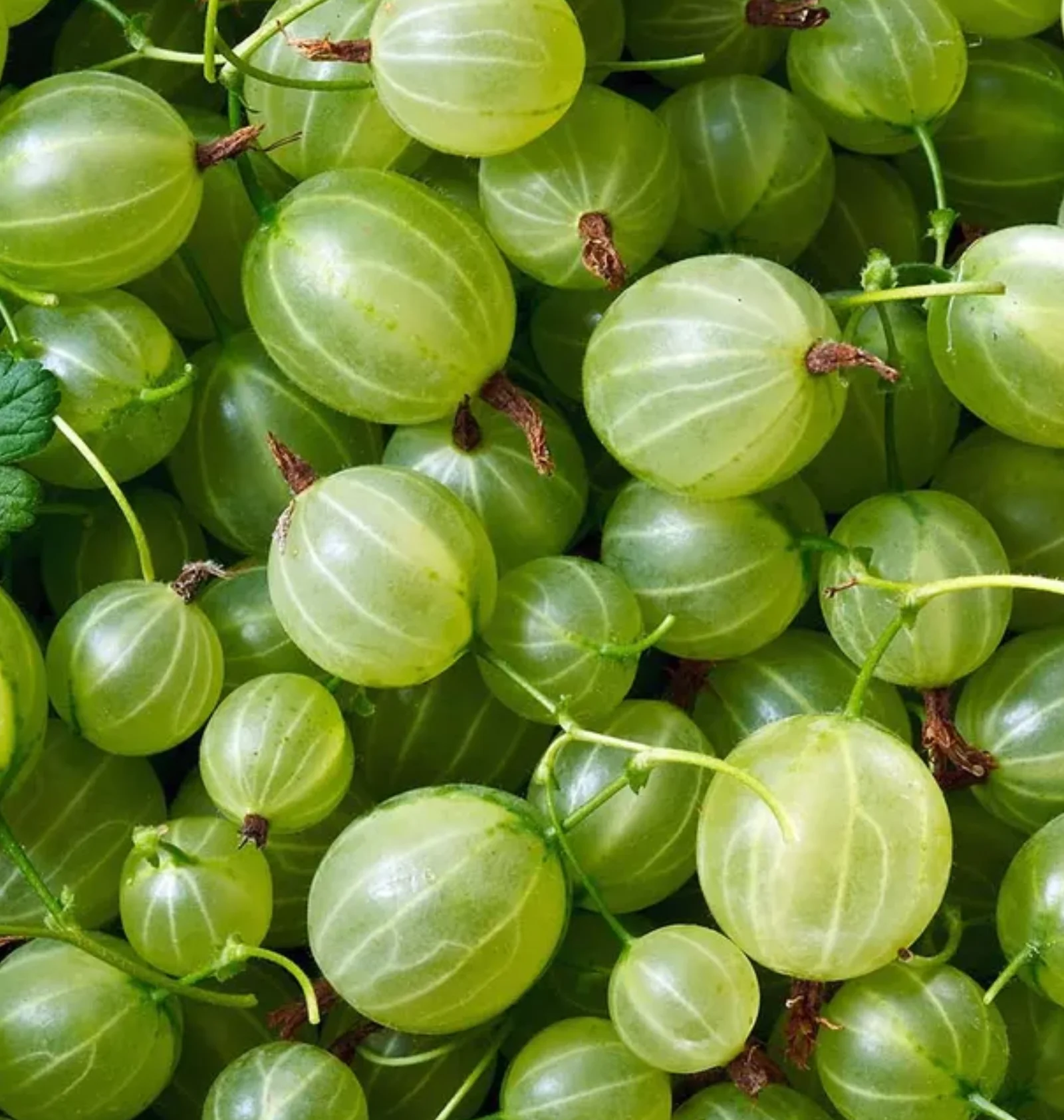Gooseberry / Amla