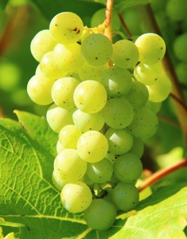 Grapes
