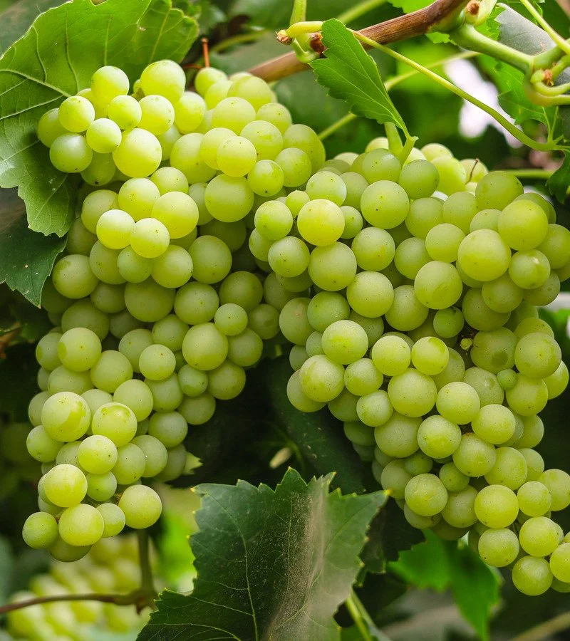 Grapes