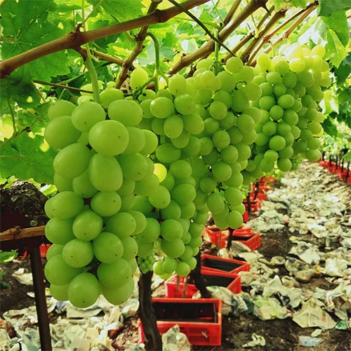 Grapes