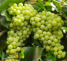 Grapes