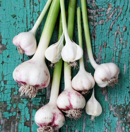 Green Garlic