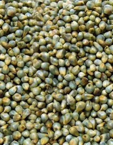 Green Millet