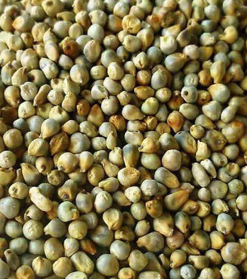 Green Millet