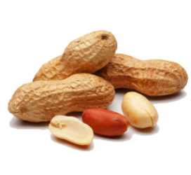 Groundnut