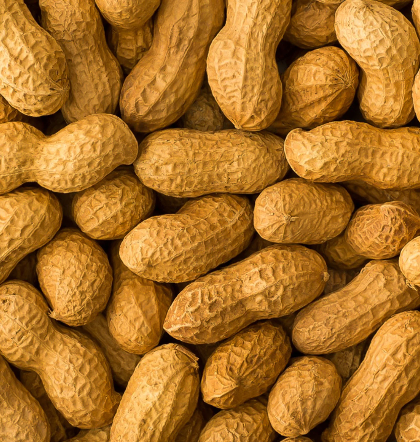 Groundnut