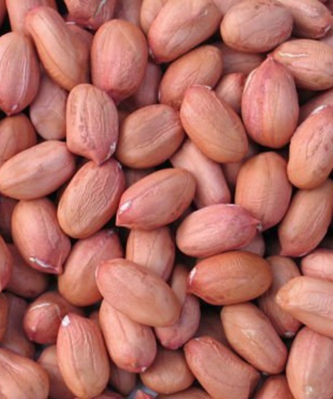 Groundnut